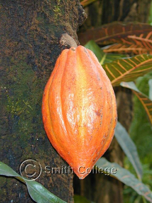 Theobroma cacao - Chocolate Tree, Cocoa Tree